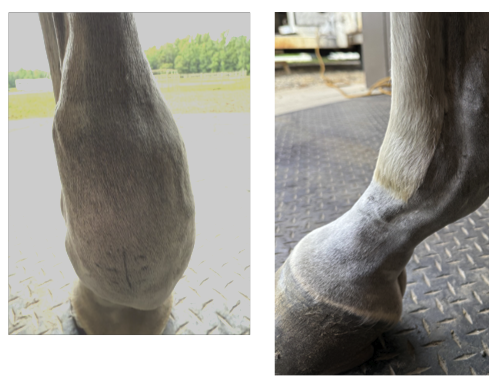 Day 0 — left forelimb showing visible swelling at the suspensory branch