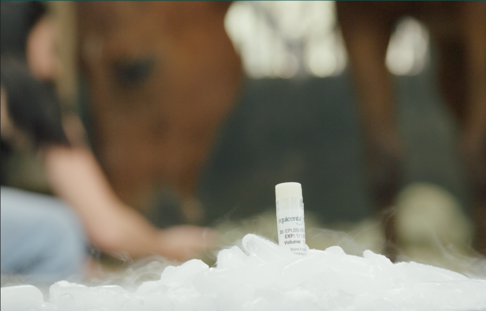 Cryopreserved equicenta CTM tissue matrix