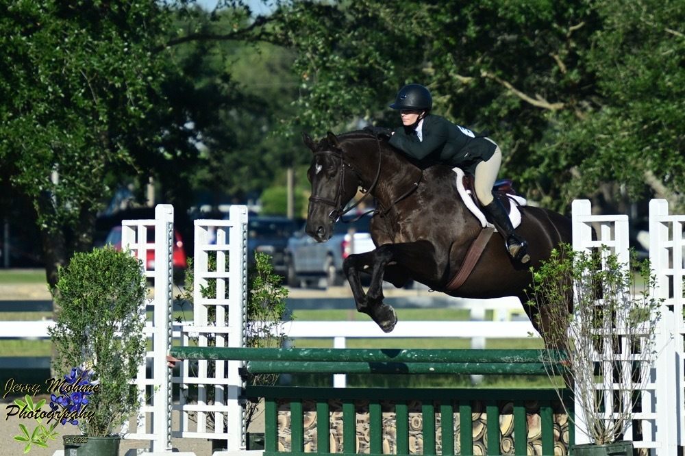 Sport horse jumping with equicenta CTM support