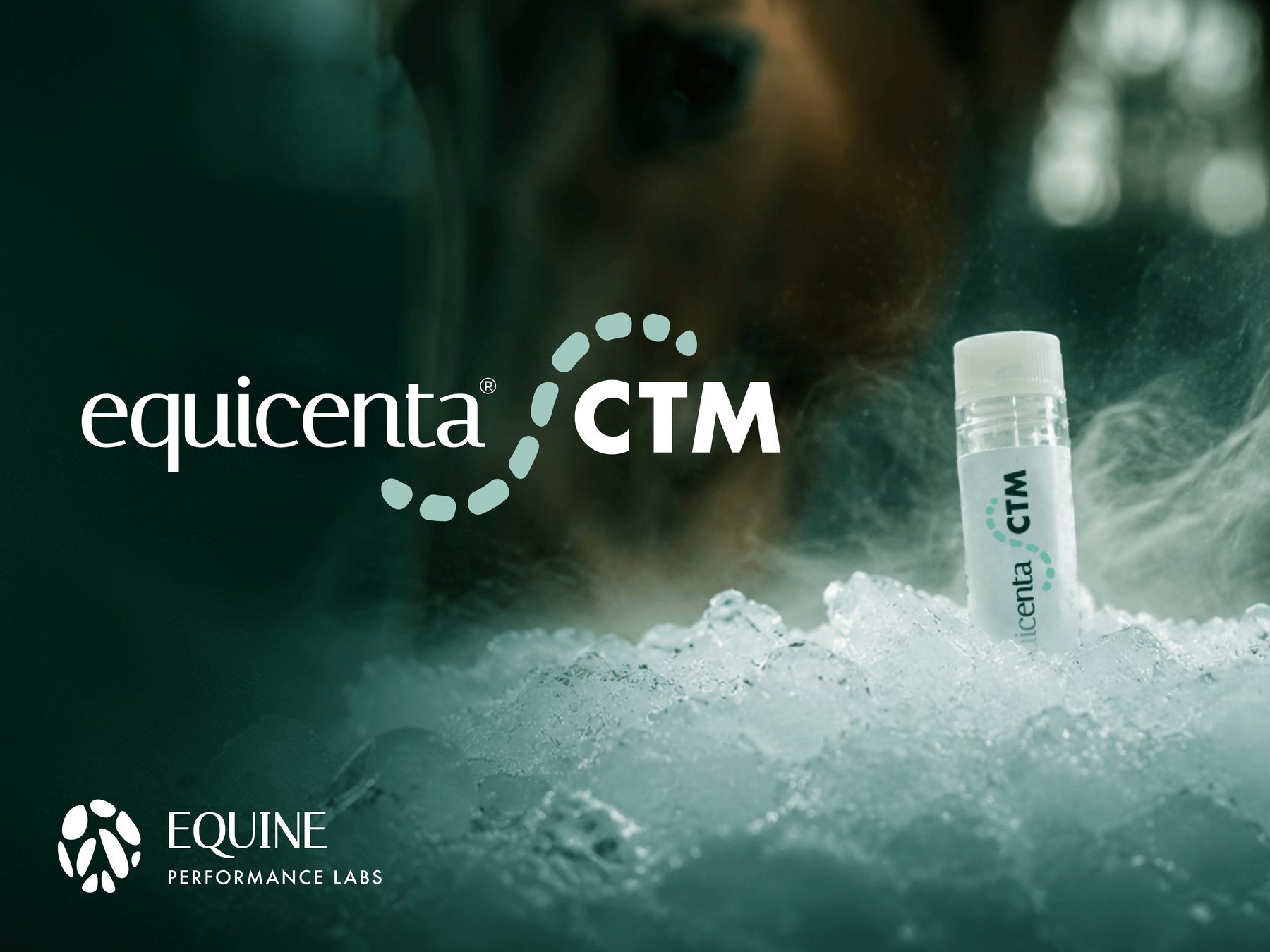equicenta® CTM vial, cryopreserved and ready to use