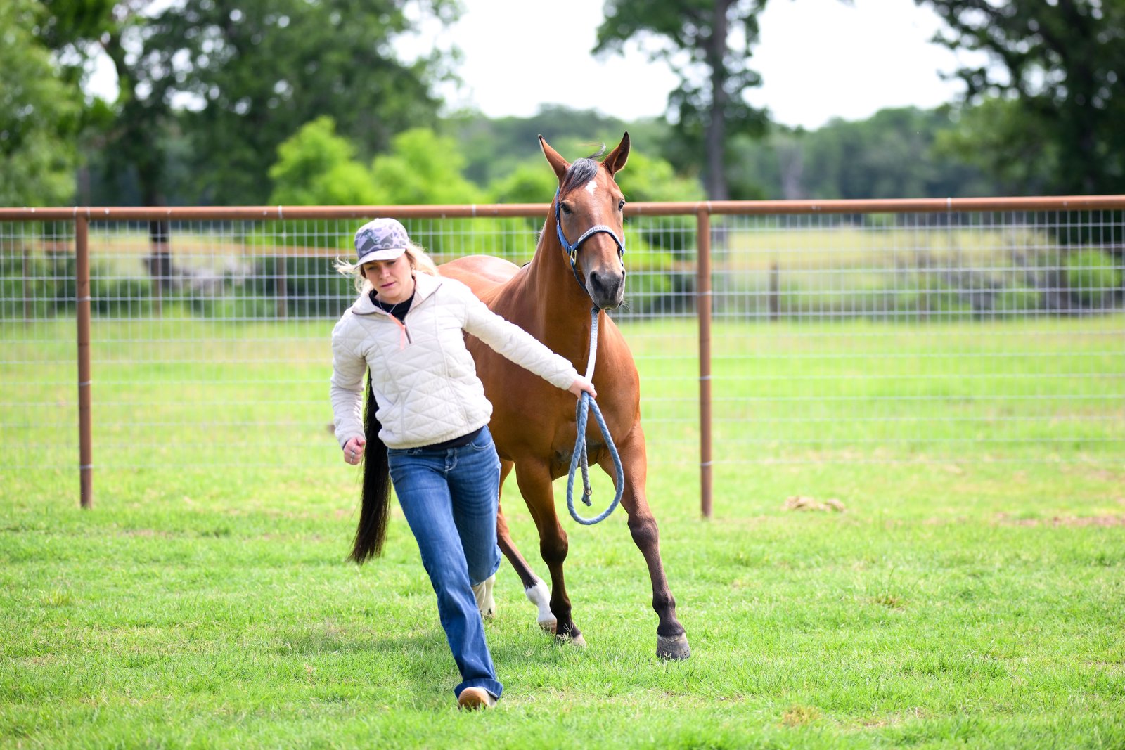 Handler leading a horse on a ground trot test