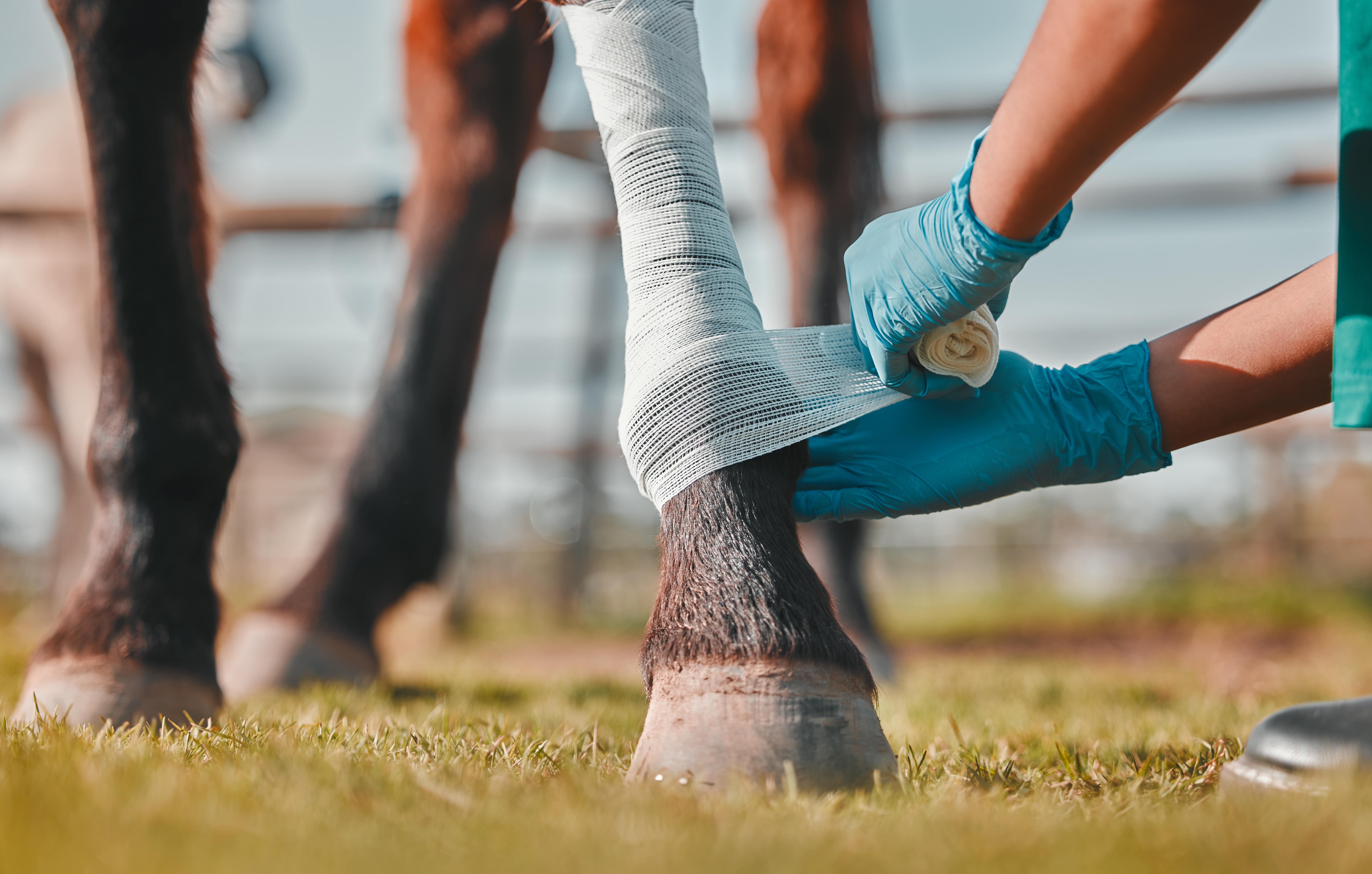 Horse with wrapped leg