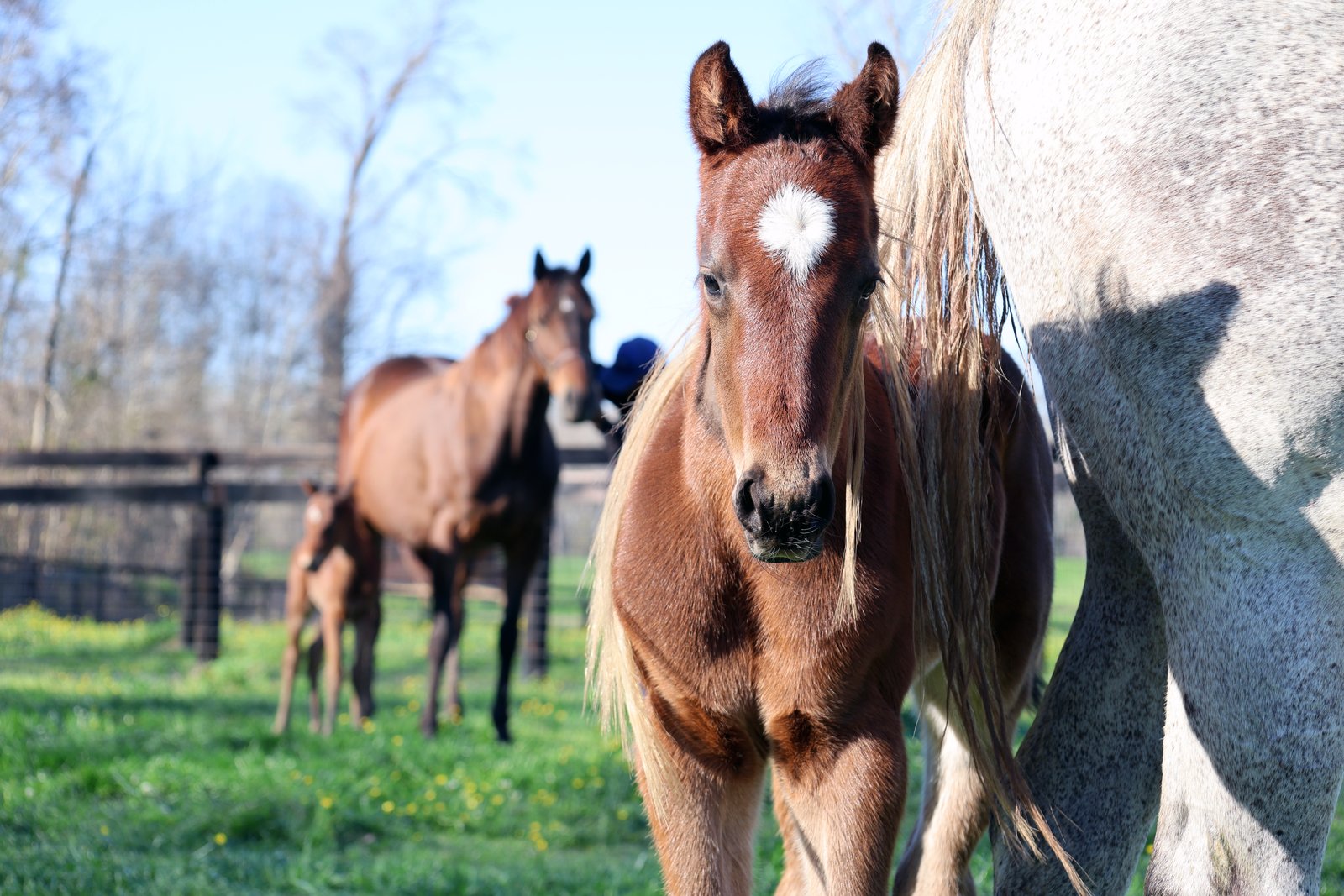 Foal at Coteau Grove Farms