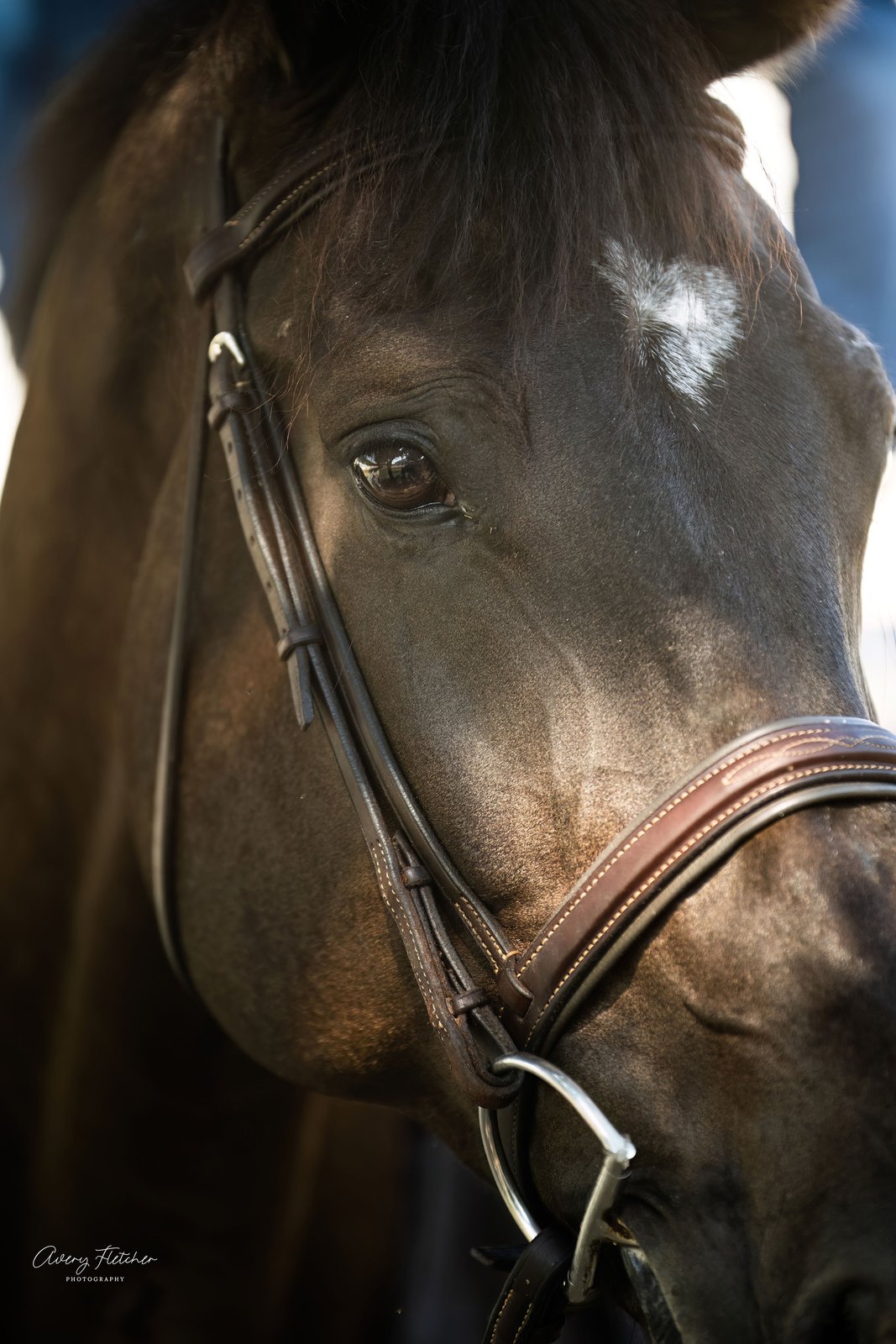 Horse at Coteau Grove