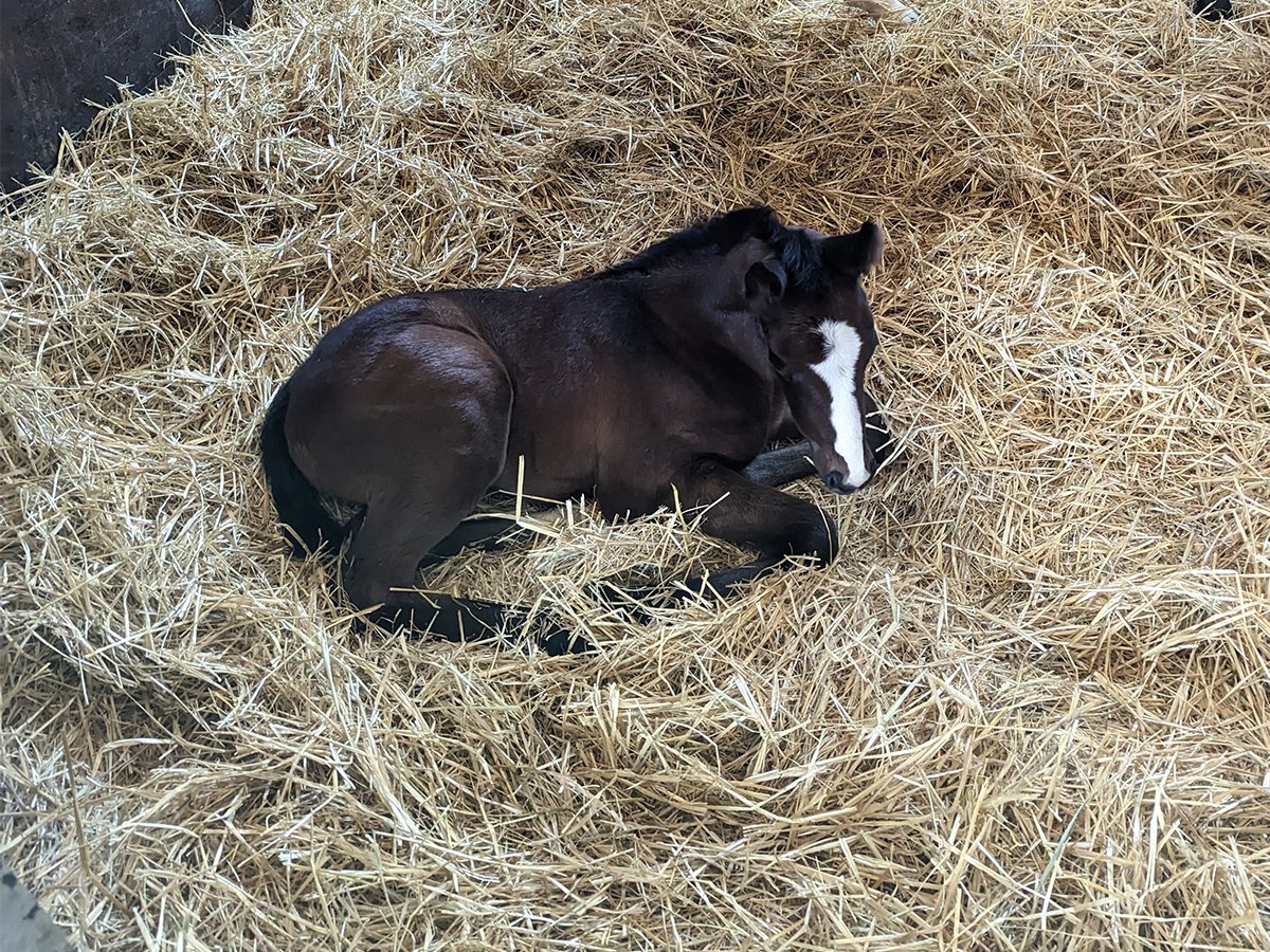 Newborn foal at Coteau Grove Farms — February 2023