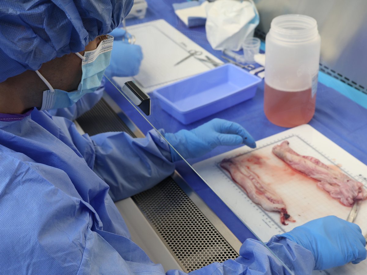 Sterile processing under the redesigned protocol — 2024