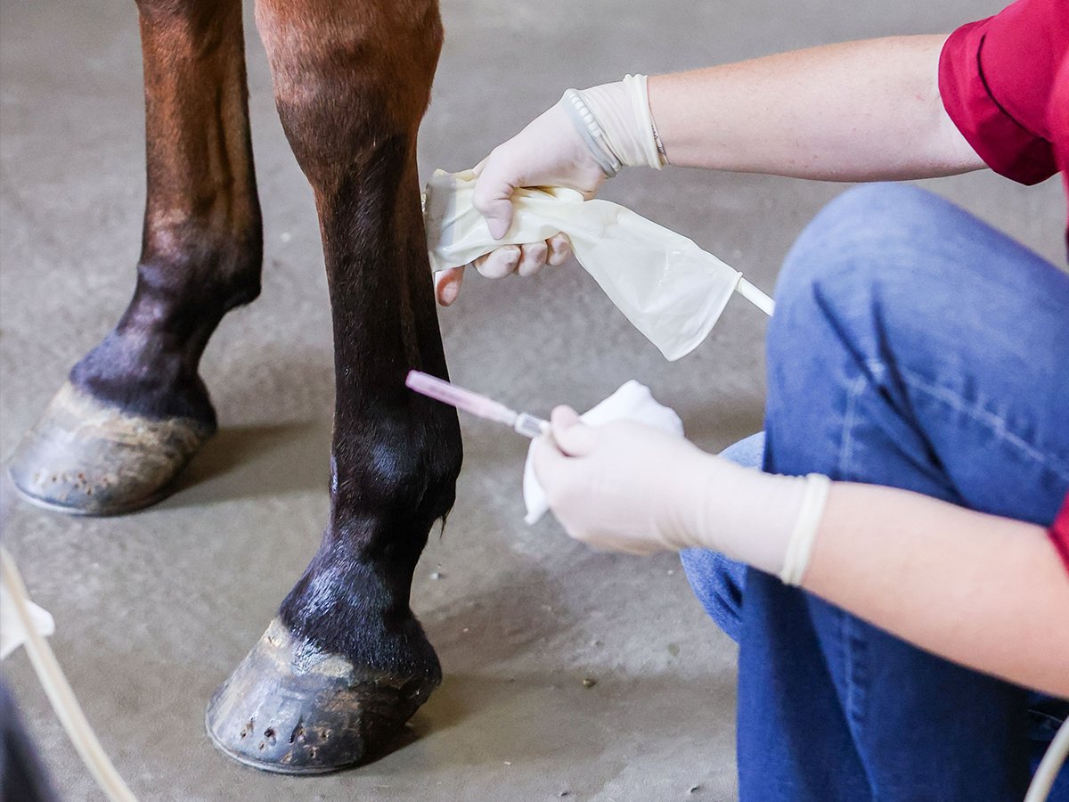 Veterinarian administering equicenta CTM during the clinical trial — March 2026